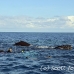 whale_humpback_sb_h_2710_dom2767.jpg
